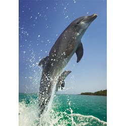 Dino (50225) - "Dolphins" - 500 piezas