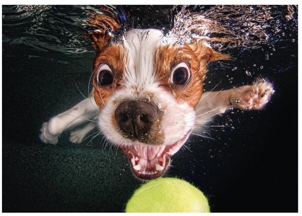 Dino (50245) - "Puppy underwater" - 500 piezas