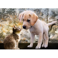 Bluebird Puzzle (70004) - "Kitten and Puppy" - 500 piezas