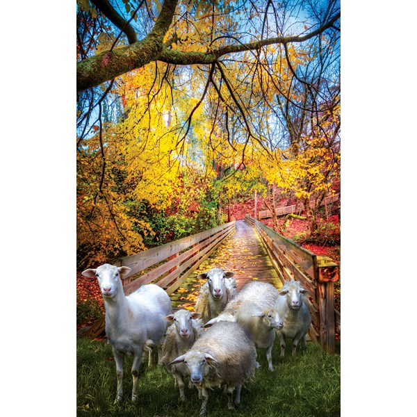 SunsOut (30136) - Celebrate Life Gallery: "Sheep Crossing" - 550 piezas