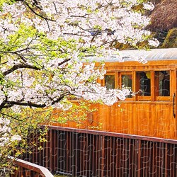 Pintoo (h1483) - "Forest Train in Alishan National Park" - 1000 piezas