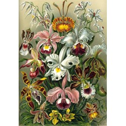 Grafika (00617) - Ernst Haeckel: "Kunstformen der Natur, Orchidae, 1904" - 1000 piezas