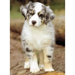Nathan (87235) - "Australian Shepherd" - 500 piezas