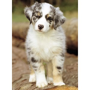 Nathan (87235) - "Australian Shepherd" - 500 piezas
