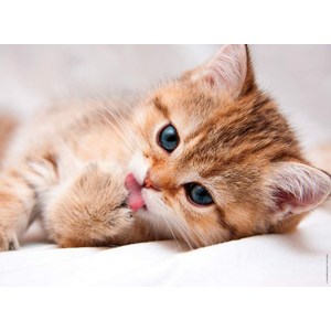 Nathan (87241) - "The Cat Toilet" - 500 piezas