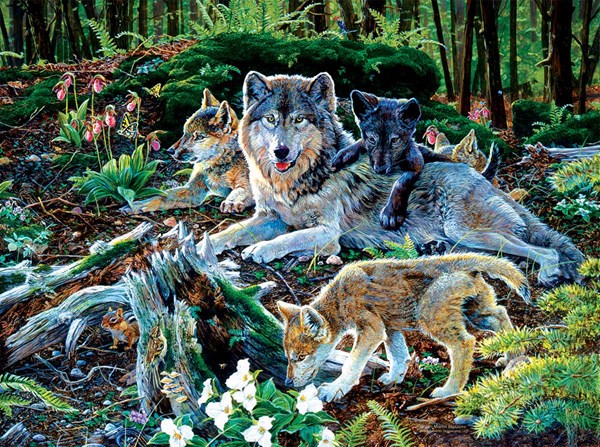 SunsOut (60506) - Jan Martin McGuire: "Forest Wolf Family" - 500 piezas