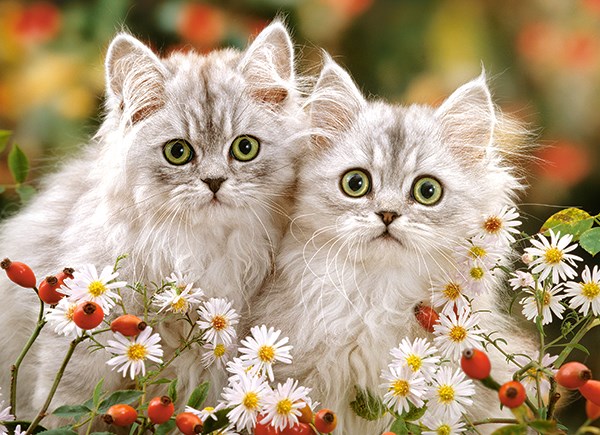 Castorland (B-222131) - "Persian Kittens" - 200 piezas