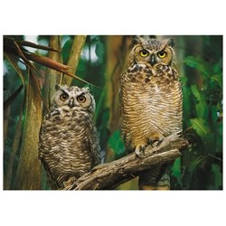Trefl (10603) - "Owls" - 1000 piezas
