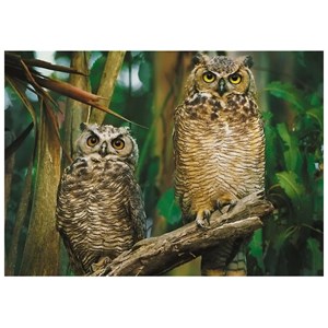 Trefl (10603) - "Owls" - 1000 piezas