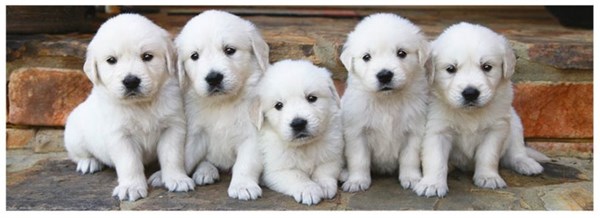 Dino (39324) - "Puppies" - 150 piezas