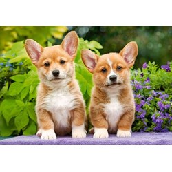 Castorland (C-104659) - "Welsh Corgi Puppies" - 1000 piezas