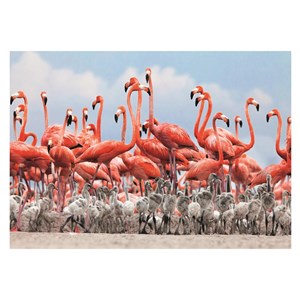 Dino (50250) - "Flamingoes" - 500 piezas