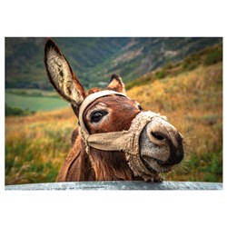 Dino (50248) - "Donkey" - 500 piezas