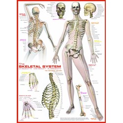 Eurographics (6000-2014) - "The Skeletal System" - 1000 piezas