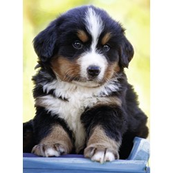 Nathan (87147) - "Cute Puppy" - 500 piezas