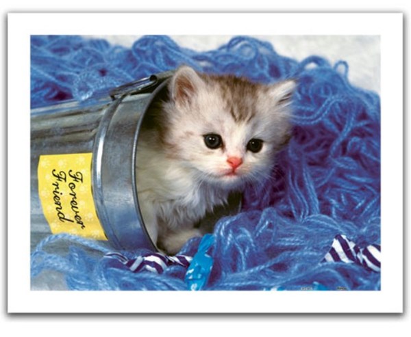 Pintoo (h1040) - "Kitten" - 300 piezas