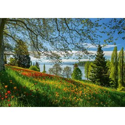 Schmidt Spiele (58967) - "Tulips Field, Mainau Island" - 1000 piezas