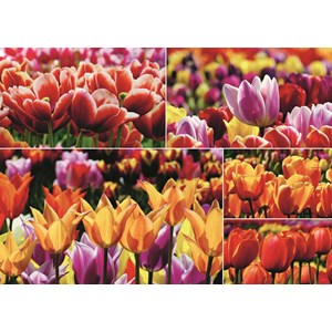 Jumbo (18364) - "Holland Tulips" - 1000 piezas