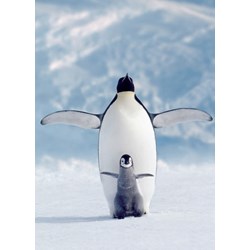 Eurographics (6000-1246) - "Penguin & Chick" - 1000 piezas