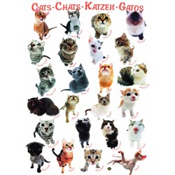 Eurographics (6000-1511) - "Cat Breeds" - 1000 piezas