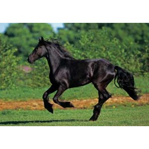 Anatolian (PER3569) - "Friesian Galloping" - 500 piezas