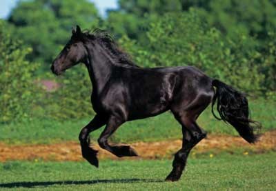Anatolian (PER3569) - "Friesian Galloping" - 500 piezas
