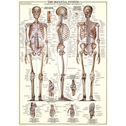 Eurographics (6000-3970) - "The Skeletal System" - 1000 piezas