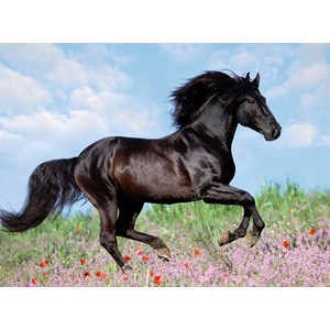 Ravensburger (12803) - "Beautiful Horse" - 200 piezas