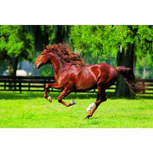 Trefl (10201) - "In The Gallop" - 1000 piezas