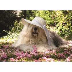 Jumbo (18530) - "Sophie in a Bed of Flowers" - 500 piezas