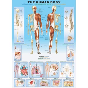 Eurographics (6000-1000) - "The Human Body" - 1000 piezas