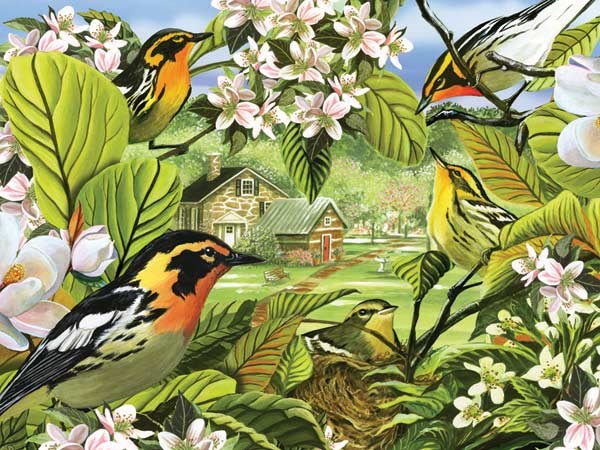 Cobble Hill (52037) - "Blackburnian Warblers" - 500 piezas
