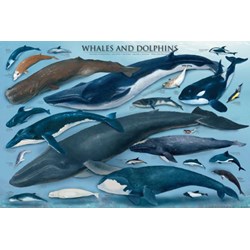 Eurographics (6000-0082) - "Whales & Dolphins" - 1000 piezas