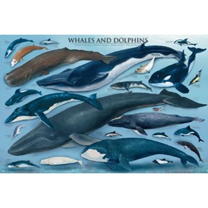 Eurographics (6000-0082) - "Whales & Dolphins" - 1000 piezas