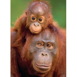 Eurographics (6000-0638) - "Orangutan & Baby" - 1000 piezas