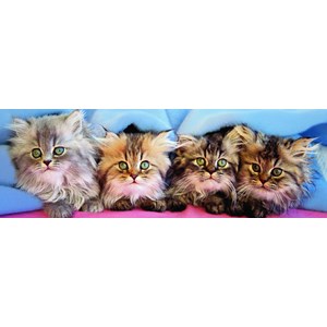 Eurographics (6005-4678) - Takino: "Cats Under Blanket" - 750 piezas