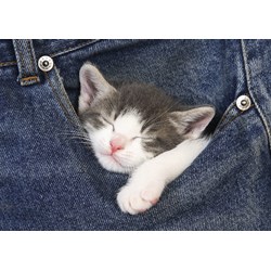 Educa (16735) - "Sweet Dreams" - 500 piezas