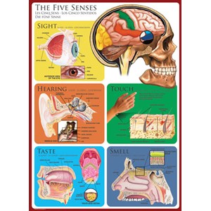 Eurographics (6000-0305) - "The Five Senses" - 1000 piezas