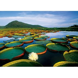 Heye (29593) - Alexander von Humboldt: "Victoria Lily" - 1000 piezas