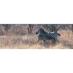 Heye (29469) - Alexander von Humboldt: "Feeding" - 1000 piezas