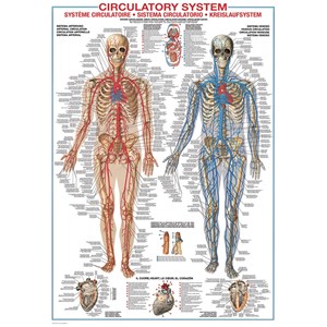 Eurographics (6000-4940) - "Circulatory System" - 1000 piezas