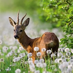 Heye (29748) - "Roebuck" - 1000 piezas