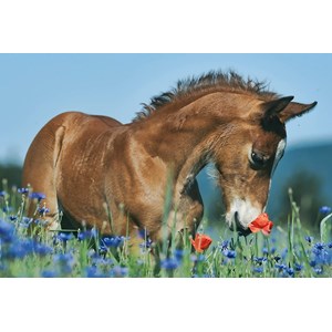 Schmidt Spiele (56499) - "Animals" - 26 48 piezas