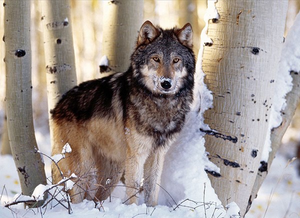 Clementoni (31955) - "Winter Hunting" - 1500 piezas