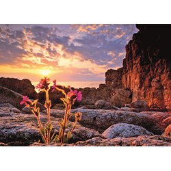 Heye (29671) - Alexander von Humboldt: "Red Campion" - 1000 piezas