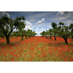 Educa (15992) - "Poppy Field" - 1000 piezas