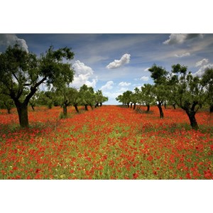 Educa (15992) - "Poppy Field" - 1000 piezas