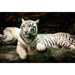 Trefl (260755) - "Bengal Tiger" - 1500 piezas