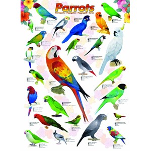 Eurographics (6000-0126) - "Parrots" - 1000 piezas