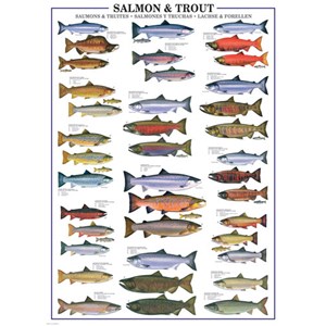 Eurographics (6000-0311) - "Salmon & Trout" - 1000 piezas